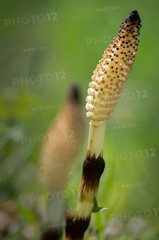 Equisetaceae, equisetum telmateia, giant horsetail, horsetail, great horsetail, high size, vertical format, northern giant horsetail, plants