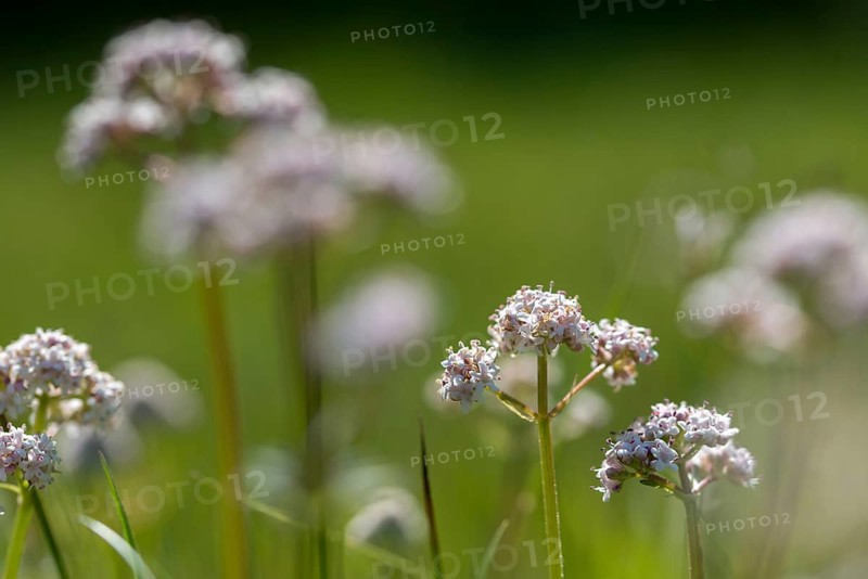 Valerian, valerian plants, small valerian, marsh valerian, valeriana dioica, valerianaceae, dioecious valerian, flora, marsh valerian, plants