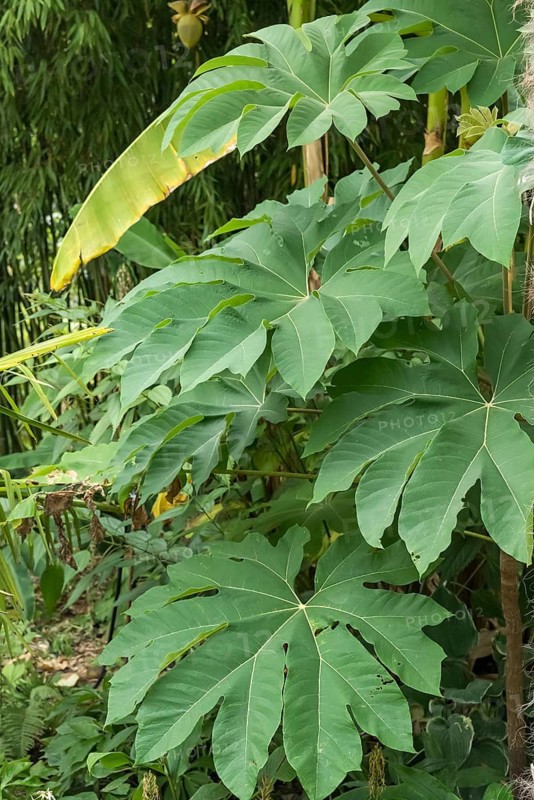 Rice paper tree (Tetrapanax papyrifer 'Rex'), Herma Show and Viewing Garden, Germany