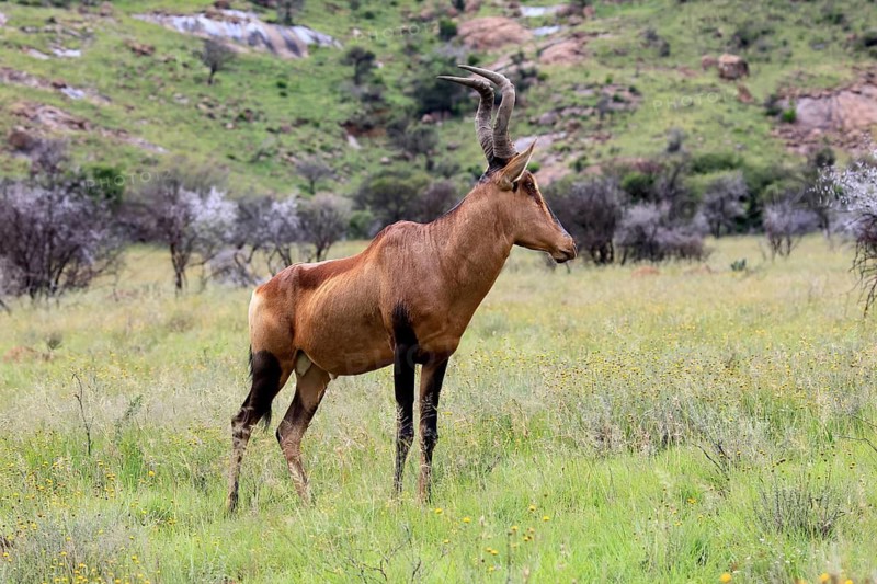 Red hartebeest (Alcelaphus buselaphus caama), Kaama, adult, foraging, alert, Mountain Zebra National Park, Eastern Cape, South Africa