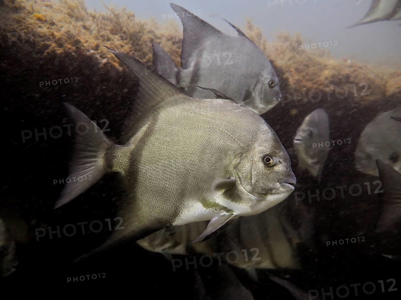 Atlantic spadefish (Chaetodipterus faber)