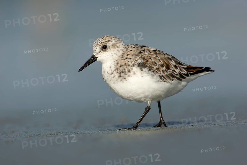 Sanderling (Calidris alba), Victoria, Australia