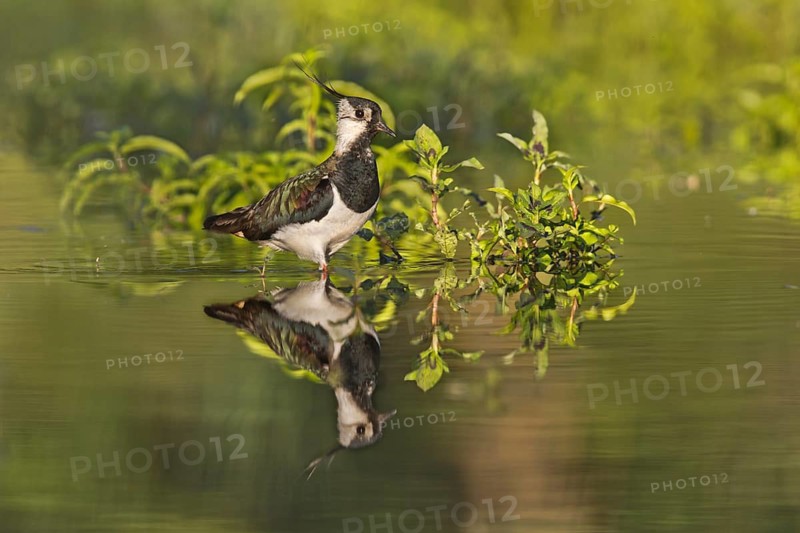 Northern Lapwing (Vanellus vanellus), Bavaria, Germany