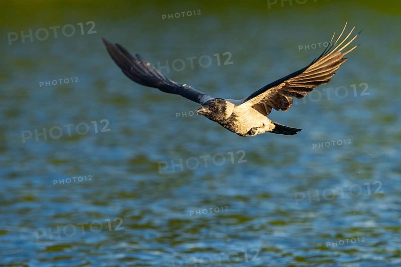 Hooded Crow (corvus corone corone) in flight, Feldberg Lakeland, Mecklenburg-Western Pomerania, Germany