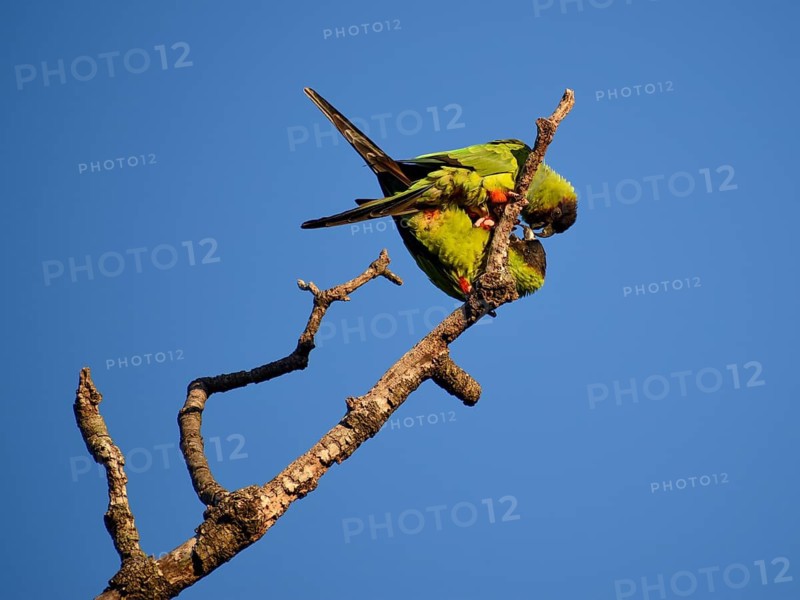 Nanday Parakeets (Aratinga nenday) in the wild, seen in Buenos Aires, Argentina