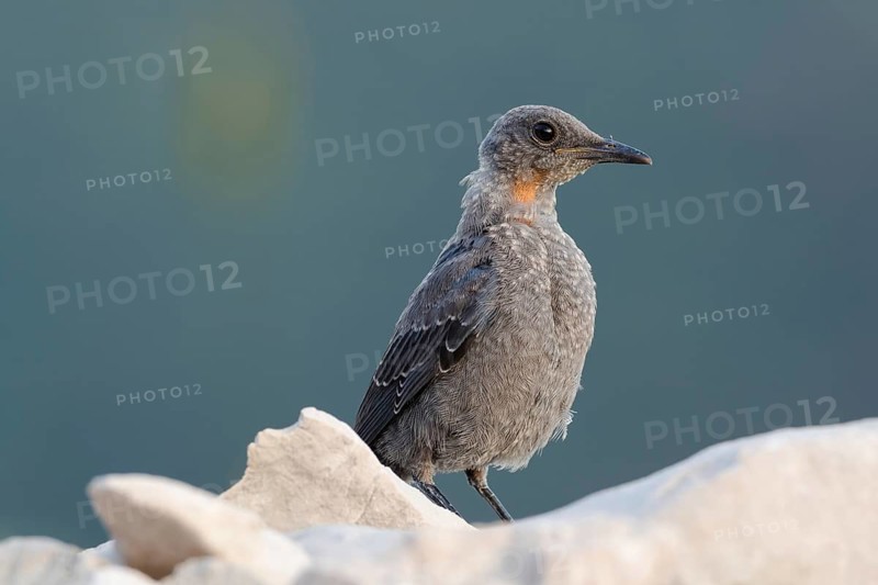 Blue Rock Thrush (Monticola solitarius) juvenile perched on a rock, Primorje, Croatia