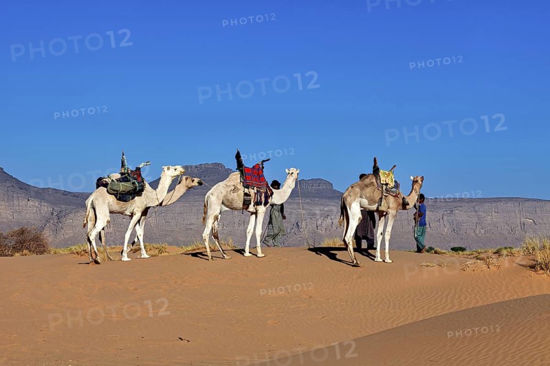 Camels stand in the desert in front of an imposing rocky backdrop under a clear blue sky, Tuareg with his camel caravan in the Sahara in Algeria