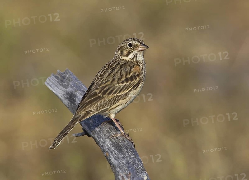 Vesper Sparrow (Pooecetes gramineus), Michigan, USA