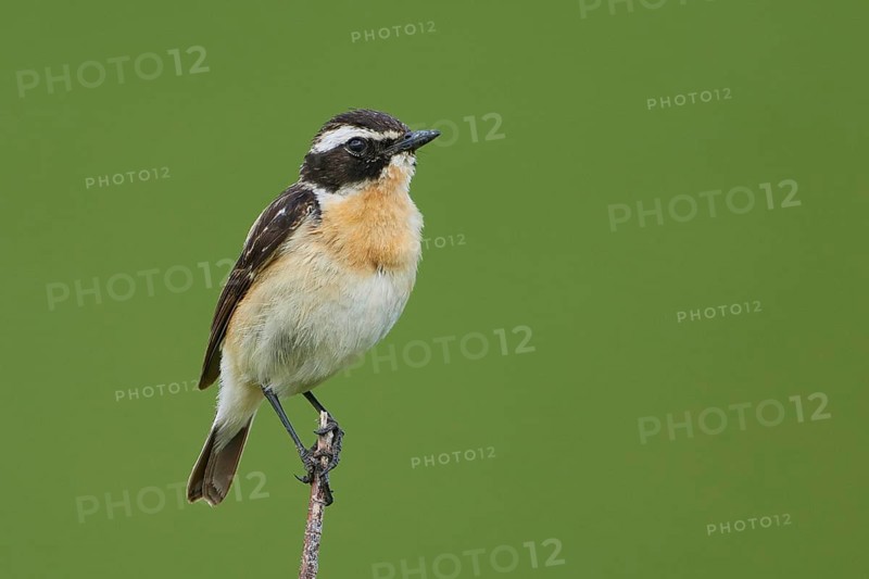 Whinchat (Saxicola rubetra) male, Armenia