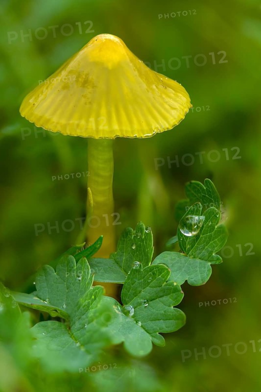 Hygrocybe glutinipes, sticky sapling, mucosal sapling, fungi, fungus, high size, vertical format, mushrooms