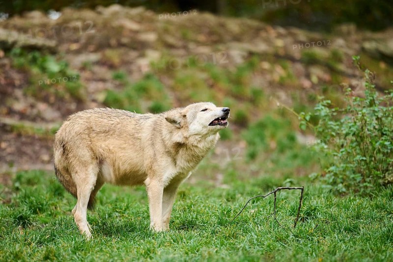 Eastern wolf (Canis lupus lycaon) standing on a meadow, Bavaria, Germany