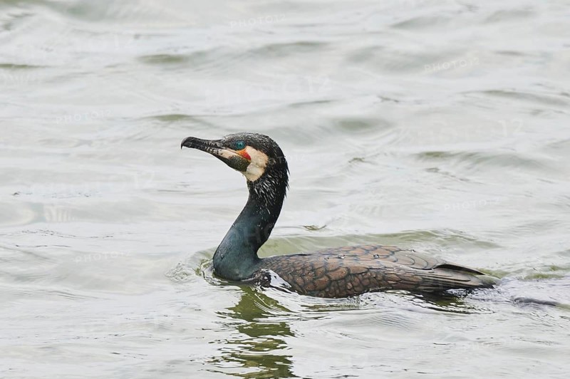 Great cormorant (Phalacrocorax carbo) swimming on a lake, Bavaria, Germany
