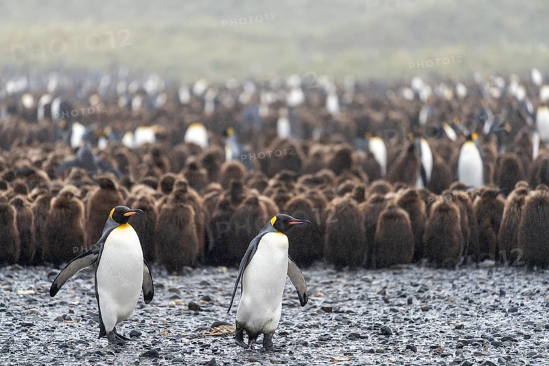King penguin (Aptenodytes patagonicus), two adults walking on a pebble beach in front of a colony of chicks with brown down plumage, Salisbury Plain, South Georgia