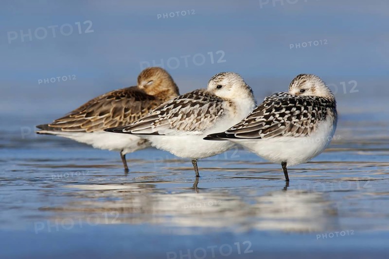 Sanderling & Dunlin (Calidris alpina & Calidris alba), Victoria, Australia
