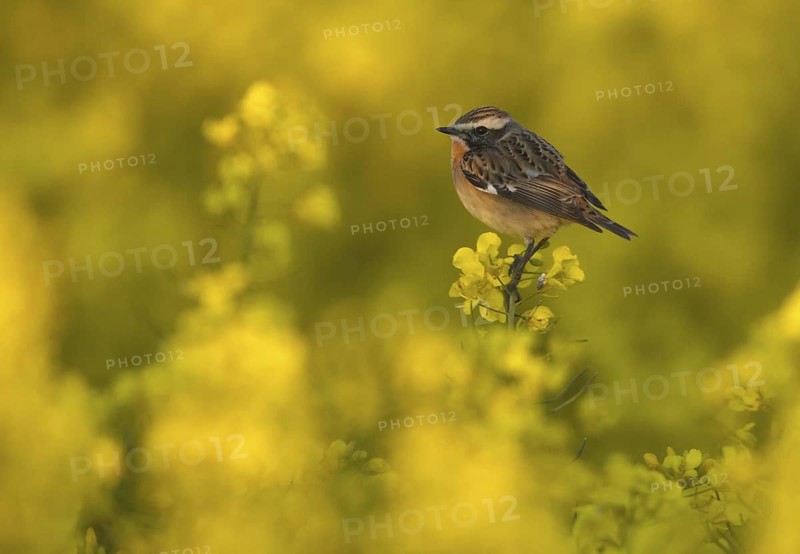 Whinchat (Saxicola rubetra), Mecklenburg-Western Pomerania, Germany