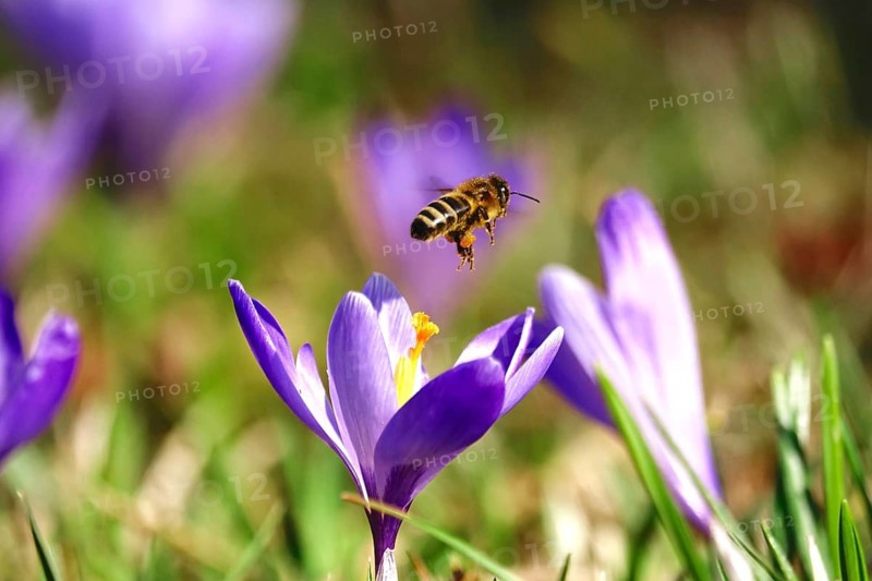 Bee, crocus blossom, early March, Germany