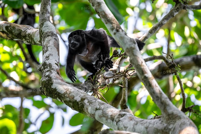 Mantled howler (Alouatta palliata) sitting in a tree, Cahuita National Park, Costa Rica