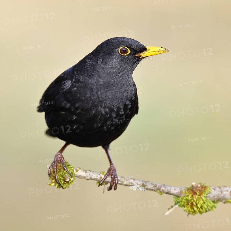 Blackbird (Turdus merula), male, sitting on a branch, Wilnsdorf, North Rhine-Westphalia, Germany