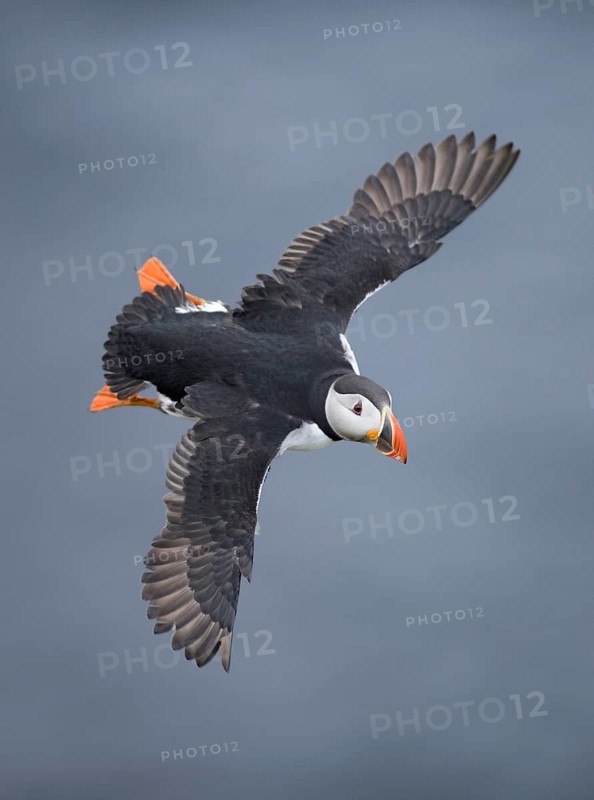 Atlantic Puffin (Fratercula arctica) flying, Iceland