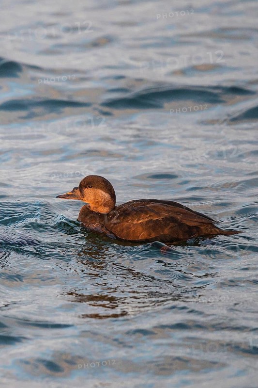 Common Scoter (Melanitta nigra) female, Mecklenburg-Western Pomerania, Germany