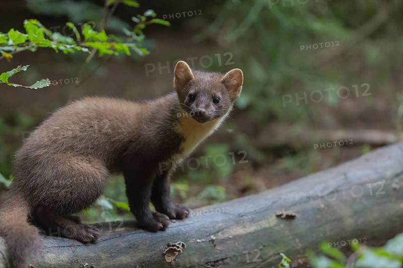 Young european pine marten sitting on a log framed with green leaves