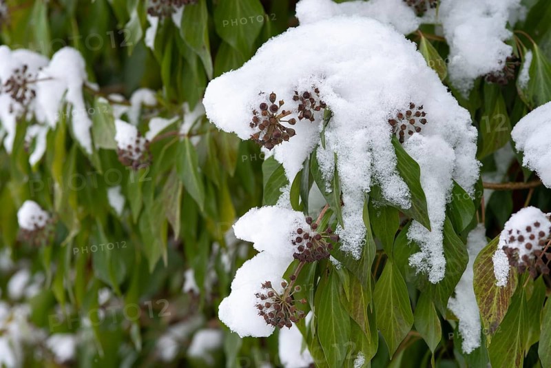 Araliaceae, tree wind, common ivy, ivy, hedera helix, ivy, flora, plants, snow, winter