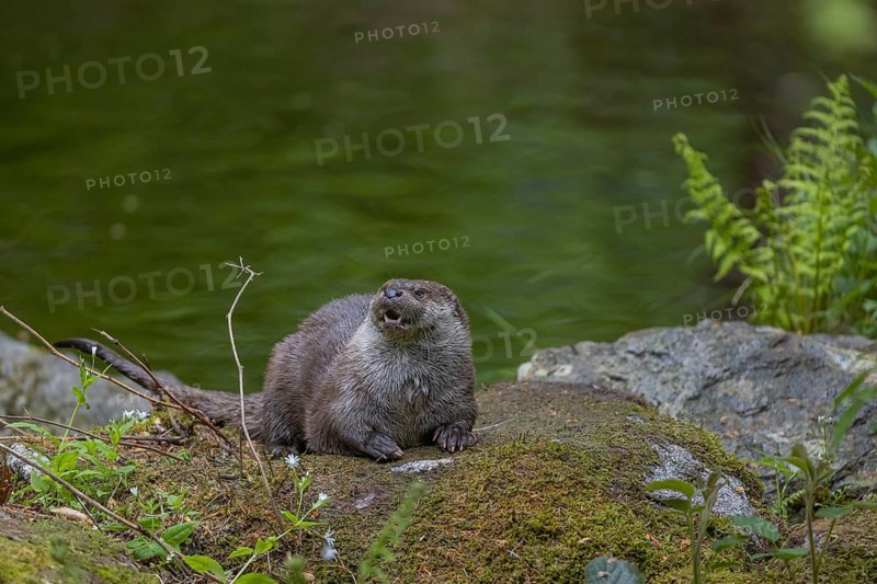 One Eurasian otter (Lutra lutra), resting on a mossy rock. Green water reflections in the background