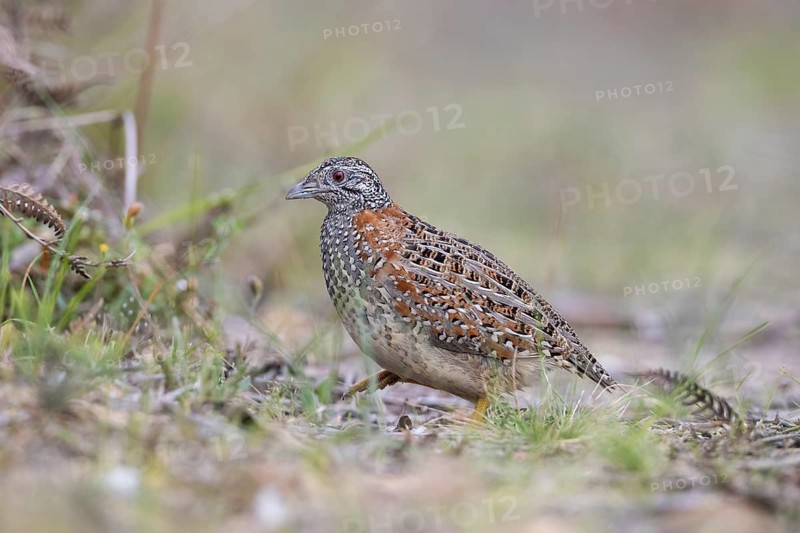 Painted Buttonquail (Turnix varius) female perched on the ground, Victoria, Australia
