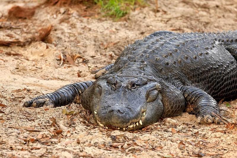 Mississippi Alligator (Alligator mississippiensis), pike alligator, adult, lying, friendly, portrait, smiling, on land, in the sand, Florida, USA, North America