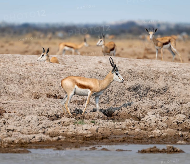 Springbok (Antidorcas marsupialis) drinking at a waterhole, Nxai Pan National Park, Botswana