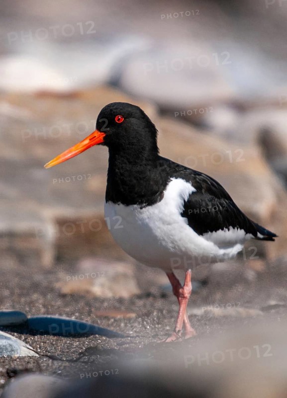 Oystercatchers, Haematopus ostralegus, Norway, oystercatcher, varanger, birds, charadriiformes, high size, portrait format, limikolen, snipe birds, scolopacidae, birds, waders, waders