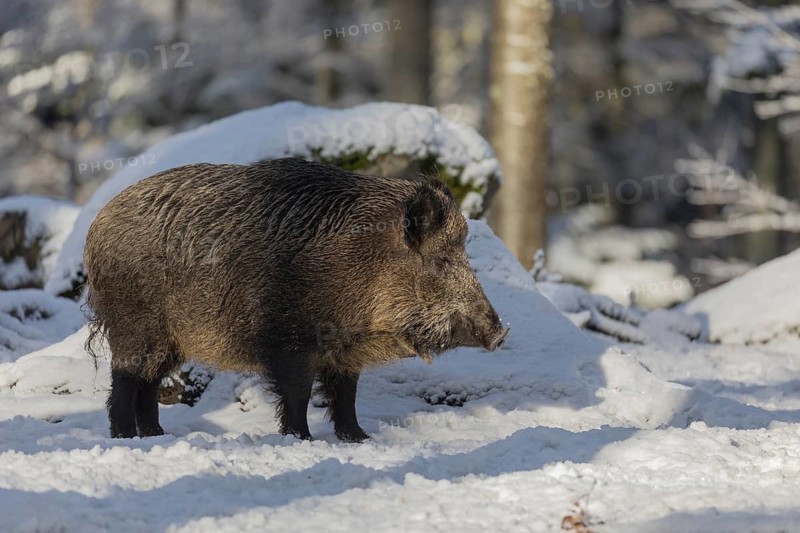 Wild boar or wild pig (Sus scrofa), walking through snow covered forest