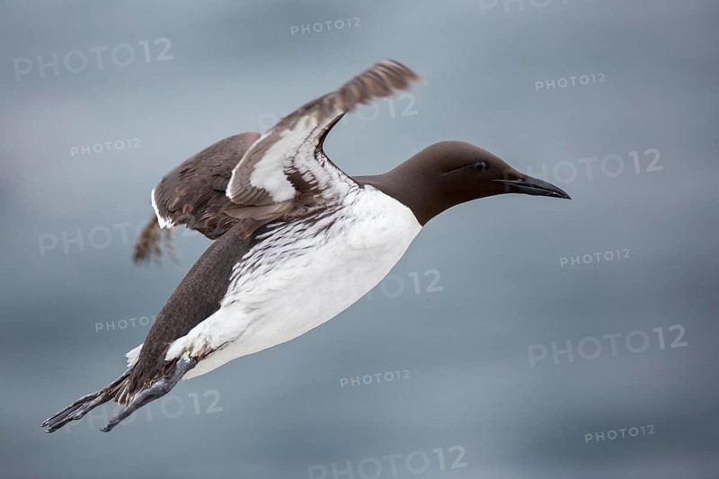 Common Murre (Uria aalge) flying, Farne Islands, United Kingdom