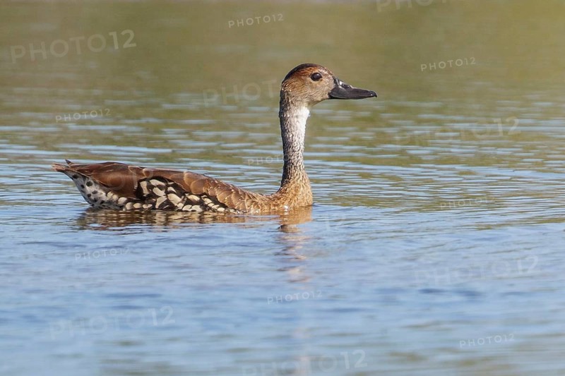 West Indian Whistling Duck (Dendrocygna arborea) feeding in a lagoon in Cuba