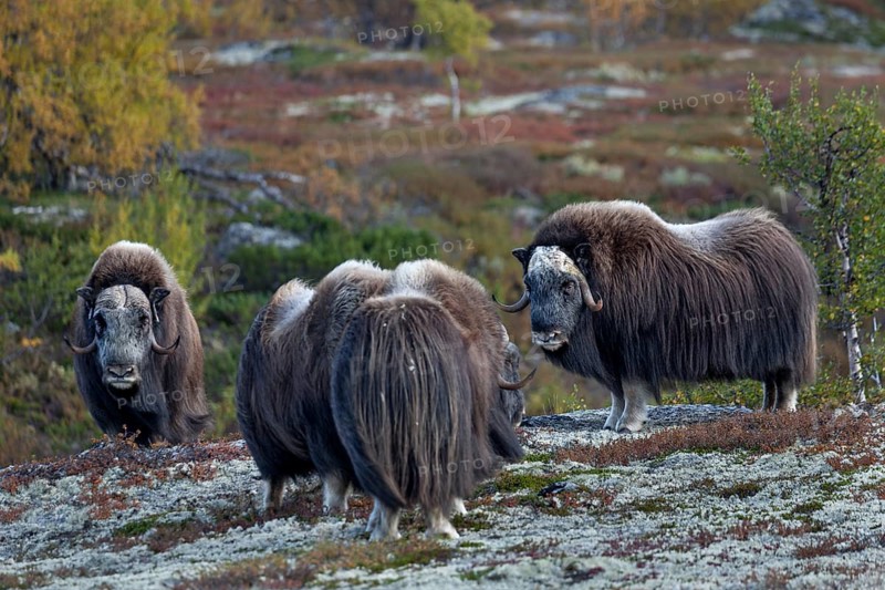 Four musk ox bulls (Ovibos moschatus) standing peacefully together and roaming through the autumnal tundra, autumn, Ruska, autumn colours, tundra landscape, Norway