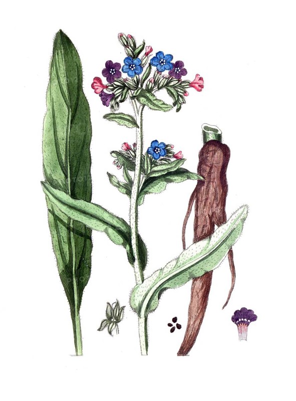 Anchusa officinalis, Common bugloss, digital reproduction of a historical original, between 1790 and 1810
