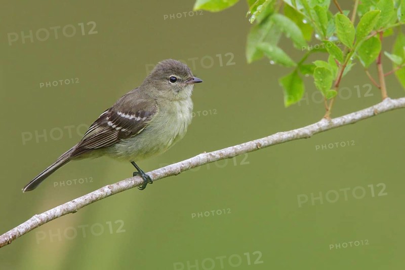 Olivaceous Elaenia (Elaenia mesoleuca) perched on a branch in the Atlantic rainforest of southeast Brazil