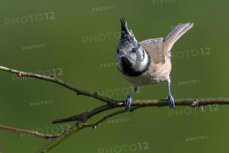 Crested tit, crested tit, Lophophanes cristatus, parus cristatus, birds, tit, passeri, songbirds, tits, birds