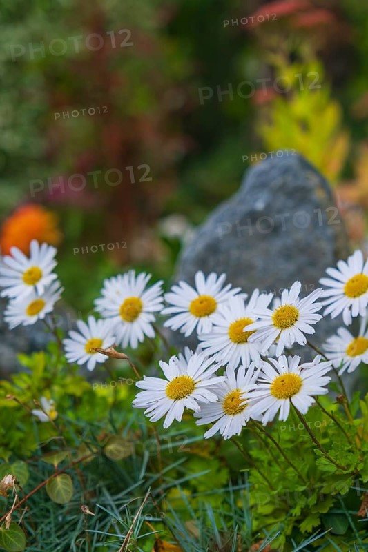 View of the Arctic Daisy flower (Arctanthemum arcticum), Schiffdorf, Cuxhaven, Lower Saxony, Germany