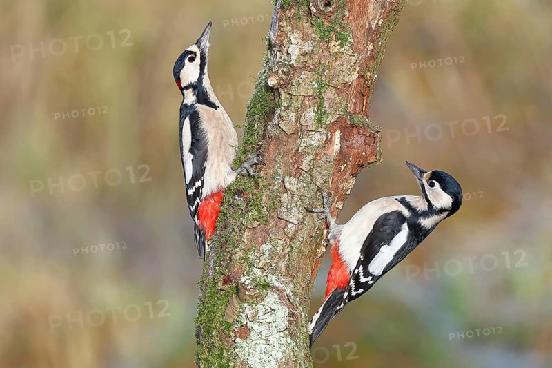 Great spotted woodpecker (Dendrocopos major), male and female, foraging on a tree trunk covered with moss and lichen in the forest, pair of animals, Wilnsdorf, North Rhine-Westphalia, Germany