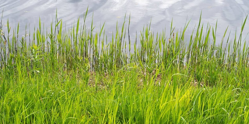 Blades of grass on the Bolter Canal, close-up, Müritz National Park, Mecklenburg Lake District, Mecklenburg-Western Pomerania, Germany
