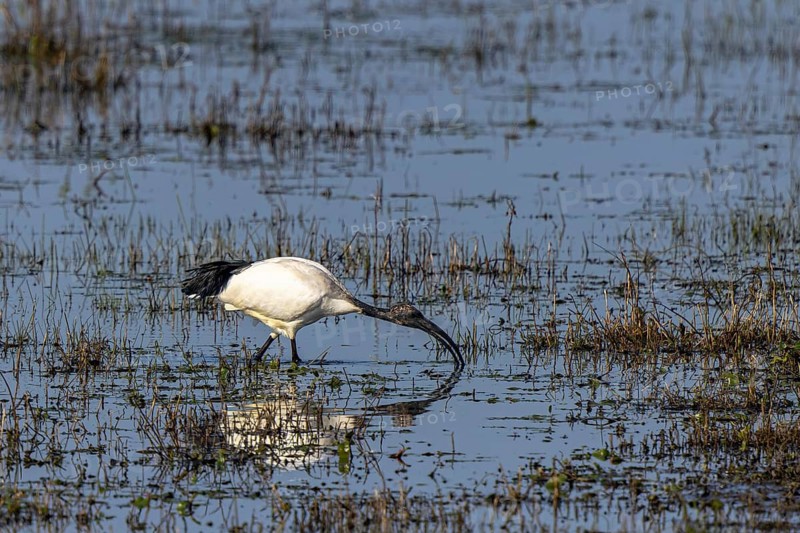 African Sacred Ibis (Threskiornis aethiopicus) foraging, North Rhine-Westphalia, Germany