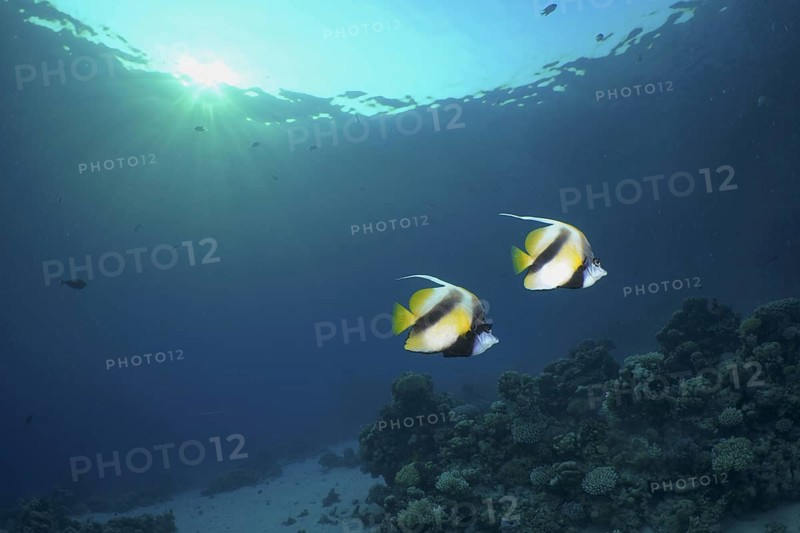 Red Sea bannerfish (Heniochus intermedius)