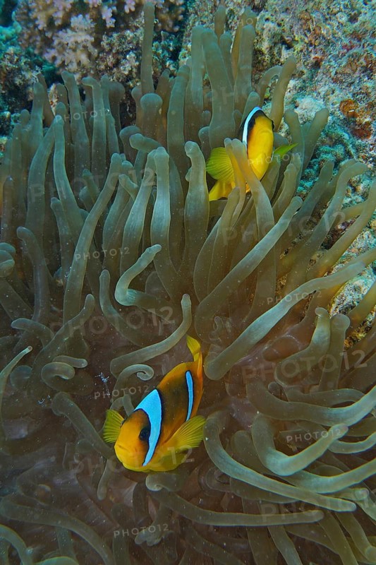 Red sea anemonefish (Amphiprion bicinctus)