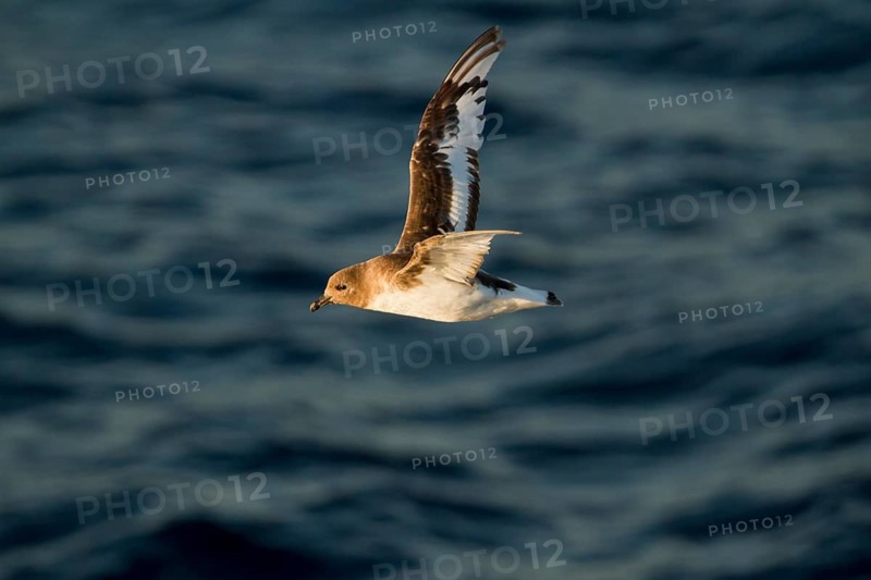Antarctic Petrel (Thalassoica antarctica) flying, Ross Sea, Antarctica