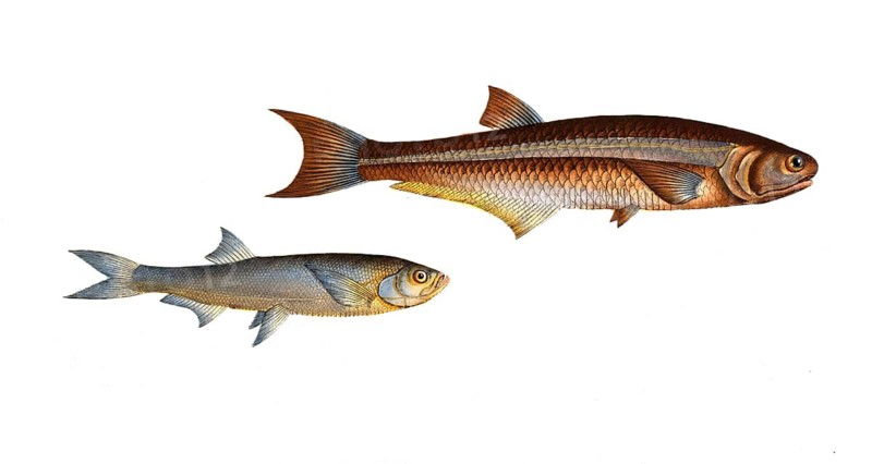 Fish, fish, left: Genus of carp fish, Cyprinus clupeoides, der Heringskarpfen, the Herring-Carp. right: Genus of herring fish, Clupea atherinoides, der Silberstreif, the silver striped Herring, Historic, digitally restored reproduction from a 19th century original, Record date not stated