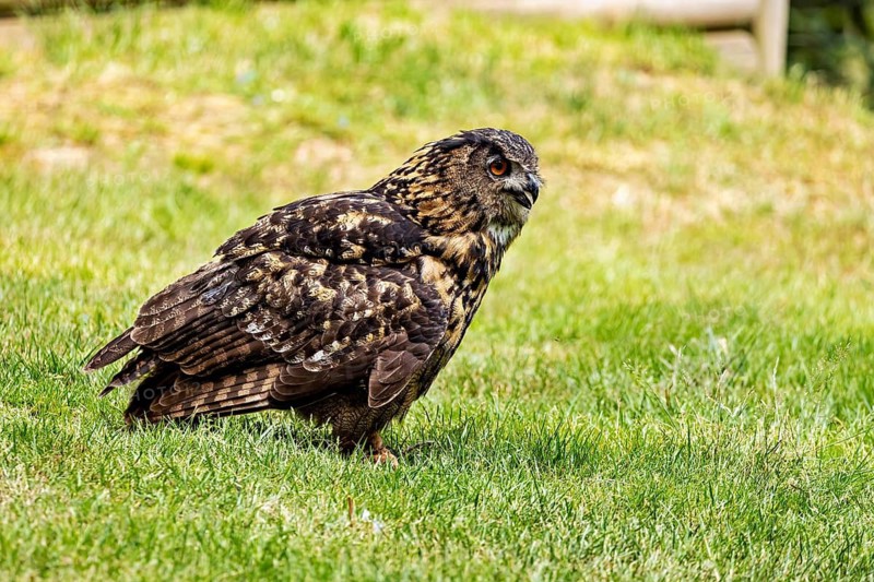 An eagle owl, seen in profile, sits alertly in a meadow. The eagle owl in a meadow near Herleshausen in Germany (Bubo bubo)