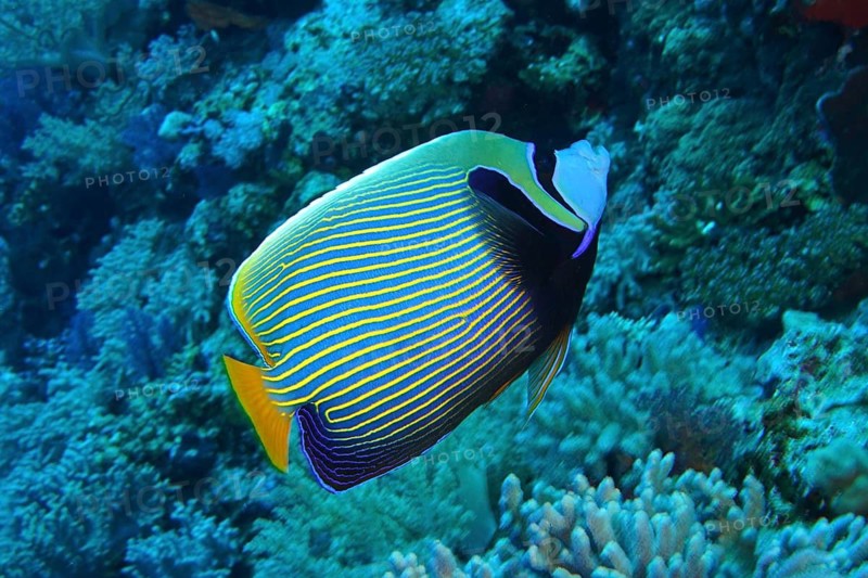 Emperor angelfish (Pomacanthus imperator)