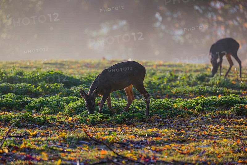 Two roe deer (Capreolus capreolus) stand grazing in a meadow at sunrise. The trees around show fall foliage