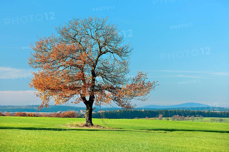 Green field with winter crops, solitary oak tree in autumn colours under a blue sky, in the background the Brocken in the Harz Mountains, Mansfelder Land, Harz foreland, Saxony-Anhalt, Germany